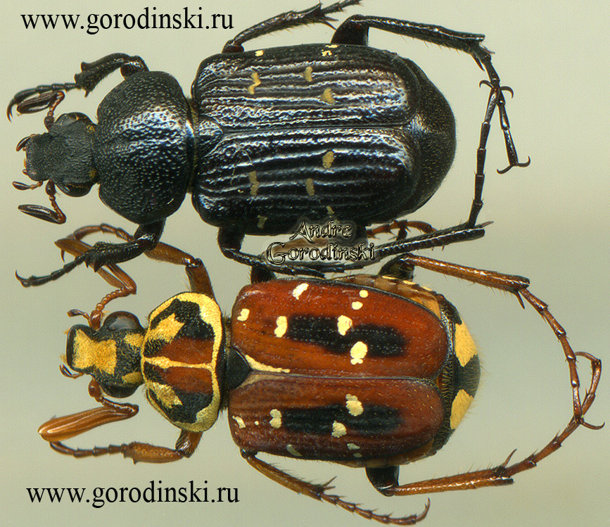 http://www.gorodinski.ru/cetoniidae/Paratrichius circularis.jpg